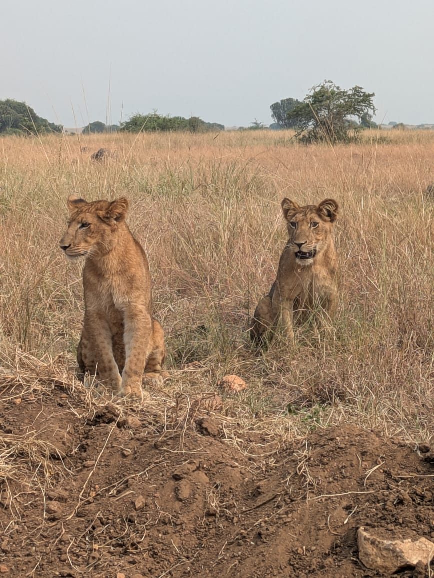 Two young lions in the grass, Queen Elizabeth National Park